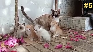 kittens waiting for food: Ginger&White #part5