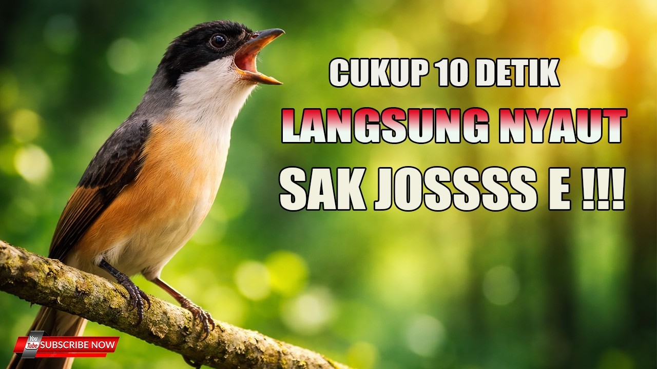 PANCINGAN CENDET PAGI HARI CUKUP HITUNGAN DETIK GARANSI BONGKAR MATERI !!!