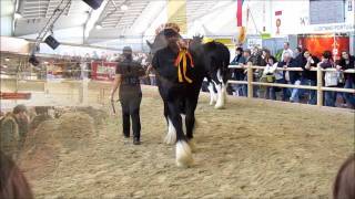 Equitana 2011 ! Giant horses ! Sehr große Pferde !  Essen , Germany, March 2011