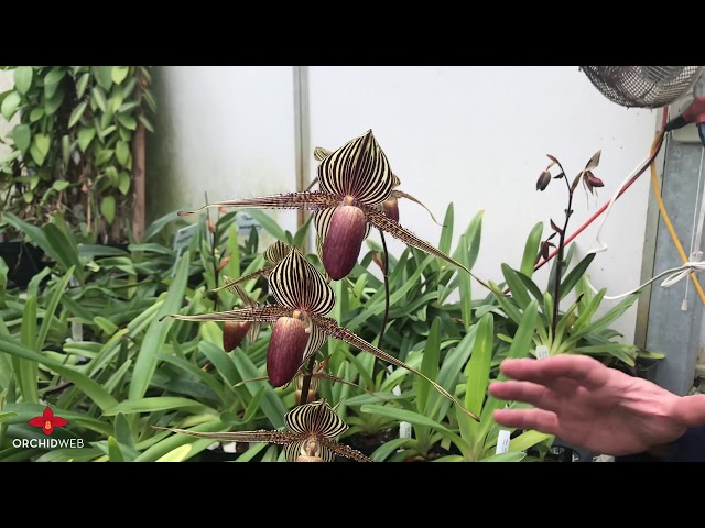 OrchidWeb - Paphiopedilum rothschildianum class=