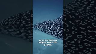 WOW! Spotted Eagle rays in 60 seconds ? #stingray #sealife #sea #shorts #ocean #seacreatures