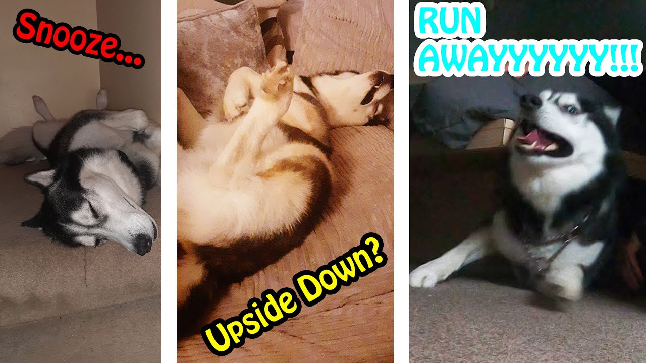 Husky Is Broken