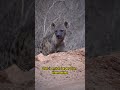 Here are amazing facts about HYENAS!