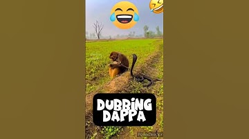 King Cobra 🤣 #funny #shorts #monkey #shortsfeed #funnyanimals #comedy #monkeys #monkeyvideo #pets