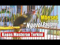 Download Lagu KAPAS TEMBAK betina MBESET NGEROL PANJANG.