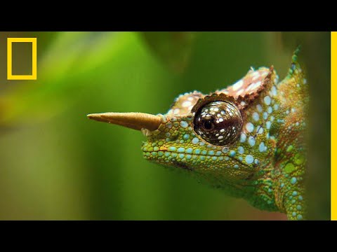 Vidéo: Pourquoi les yeux des caméléons tournent ?