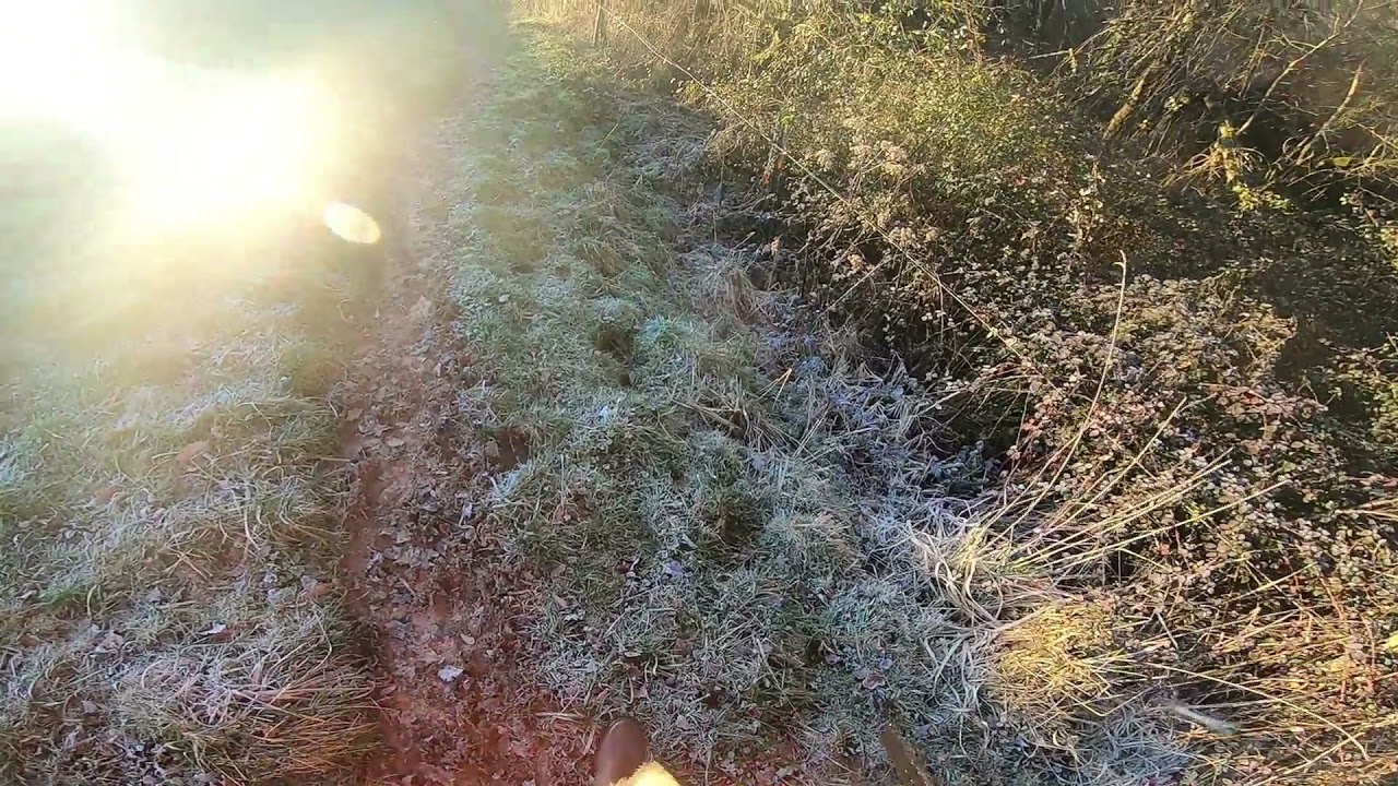 chasse a la becasse SETTER GORDON