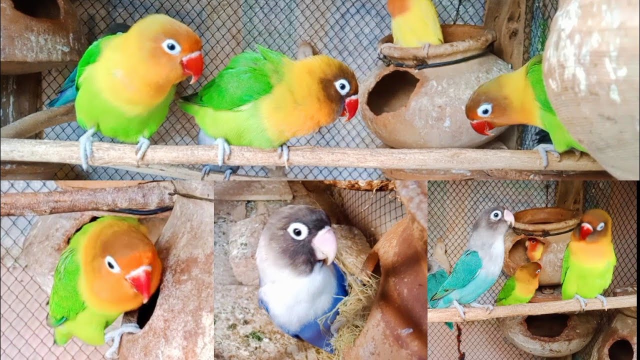 Start breeding season Box vs Matki | which is best for breeding | lovebird breeding tips 