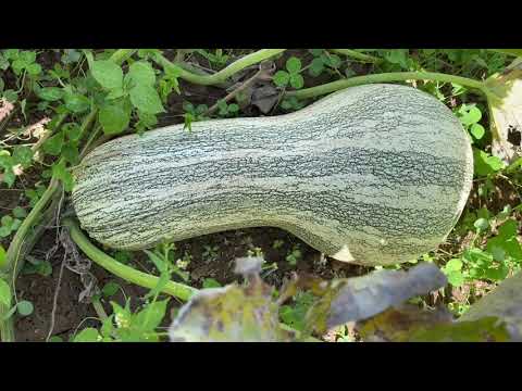 Video: Quando raccogliere la zucca cushaw a strisce verdi?