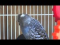 Male Budgie/Parakeet Chirping And Singing (Remy)