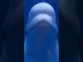 #Shorts Funny Beluga Whale!