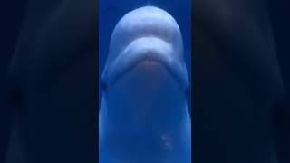 #Shorts Funny Beluga Whale!