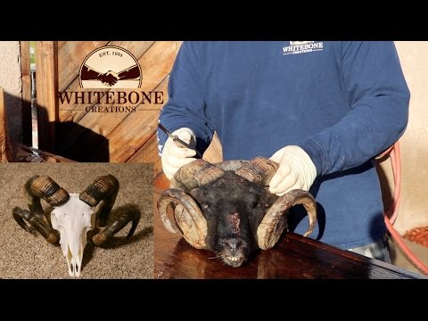 HOW TO CLEAN A KARAKUL SHEEP SKULL "GRAPHIC"