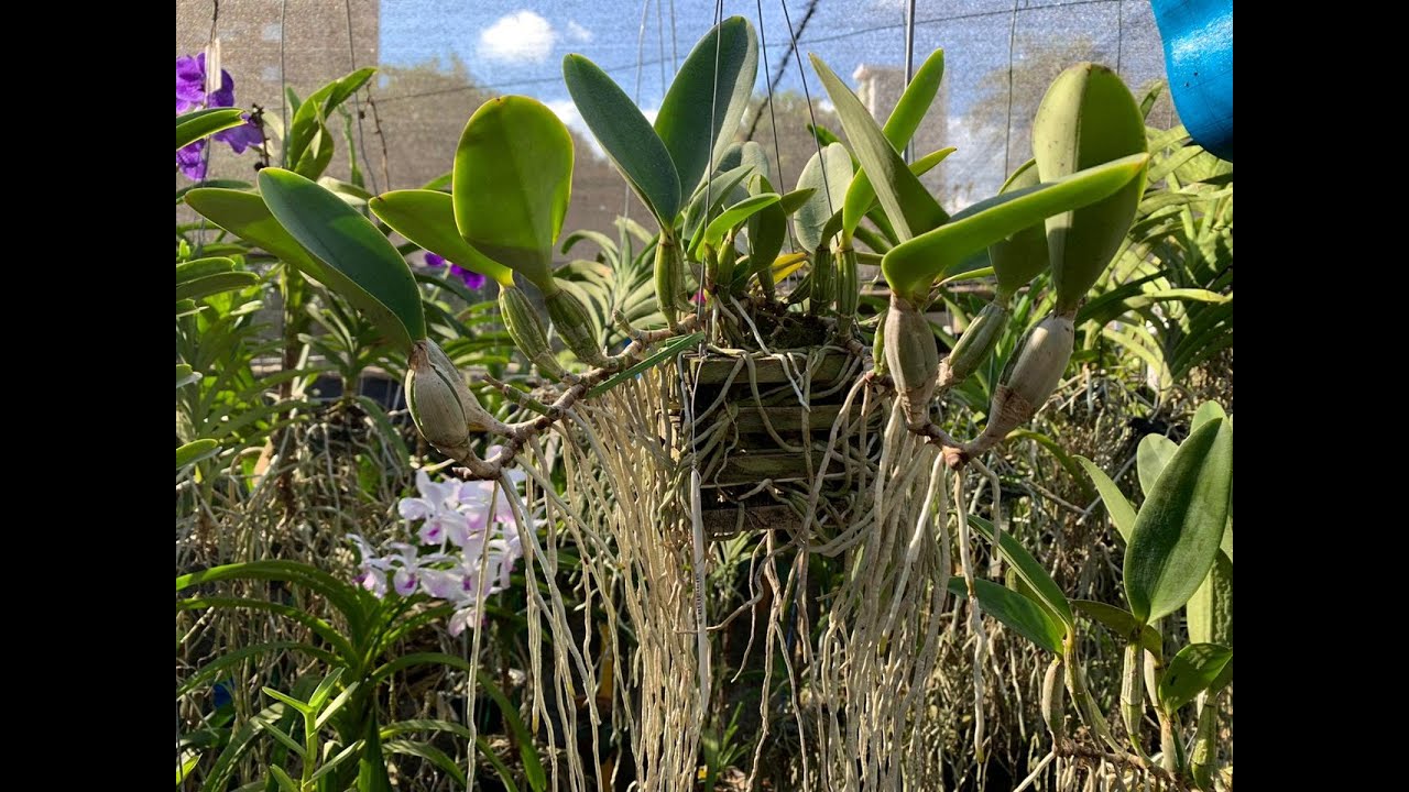 ORQUÍDEA CATTLEYA WALKERIANA, TUDO QUE VOCÊ PRECISA SABER! SUPER SIMPLES!!!