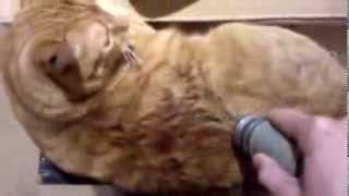Cat Vacuum