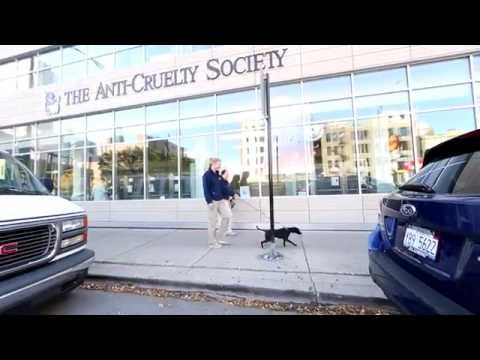 Video: Pet Scoop: Shedd Aquarium voegt 4de Rescue Pup toe, Bunny neemt plaats op Boston's T