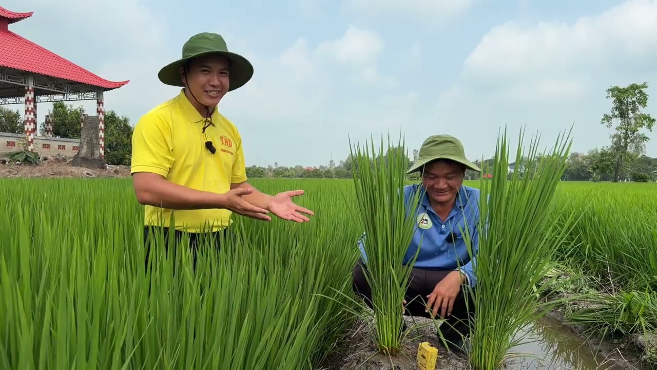 Lần Thứ 2 Làm Lúa Nhật Và Kinh Nghiệm Bón Phân Rước Đòng Của Anh Nông Dân