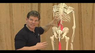 Low Back Muscles: Anatomy Explained
