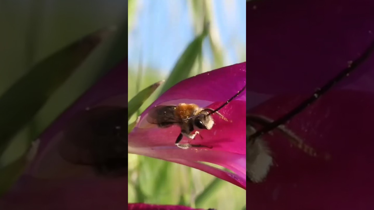 Watch Sleep Tight with Gladiolus Flowers: A Goodnight Inspiration 🌸💜 on YouTube Watch Sleep Tight with Gladiolus Flowers: A Goodnight Inspiration 🌸💜 on YouTube