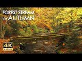 4K HDR Autumn Stream - Leaves Fall in Colorful Autumn Forest - Relaxation & Sleep Sounds - 10 Hours