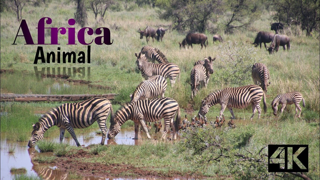 Africa Animal 4k - Scenic Wildlife Film White  Africa relaxing music,calming music.