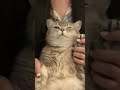 Cool guy like my cat #kittenlove #cat #cute #pets #funnycats