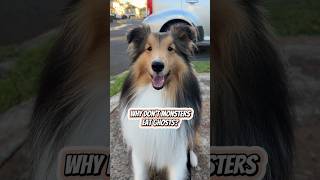 Bailey’s #SHORTS Why don’t monsters eat ghosts? #shetlandsheepdog #sheltie #dog #dogvlog #halloween