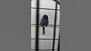 Srigunting rasa gereja tarung