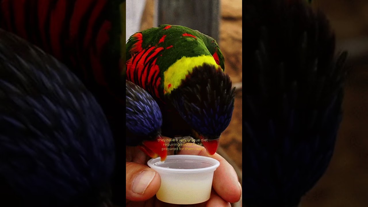 How Much Does A Lorikeet Cost?! #birds