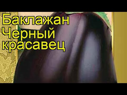 Баклажан Черный красавец. Краткий обзор, описание характеристик, где купить семена