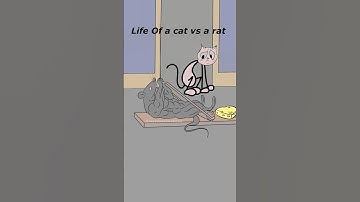 life of a cat vs rat 😀 (4k memes) #shorts