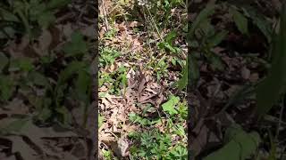 I’m restoring my backyard forest habitat with understory plants
