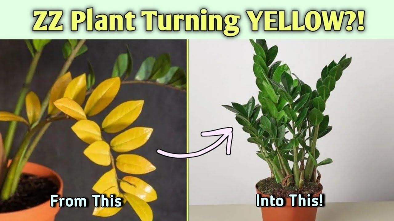 ZZ Plant YELLOW Leaves PROBLEM Causes Solutions How To SAVE Dying ZZ Plant YELLOW Leaves PROBLEM Causes Solutions How To SAVE Dying