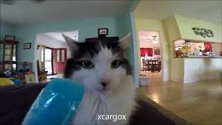 Funny Cats get brain freeze Compilation, silly cats !