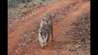 Tigress Nayantara after her game of Hidden treasure got over