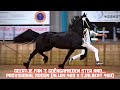 What a day  geertje fan e gongamieden at the inspection  friesian horses