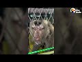 Chained Monkey Who Used To Hit Himself Is Now Finally Free | The Dodo