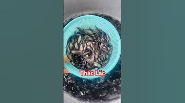 ✅ Cá Thác Lác giống mẫu đẹp khu vực Miền Tây (TN, Đồng Tháp) 0909770509 #giathuysan @thuysanwork