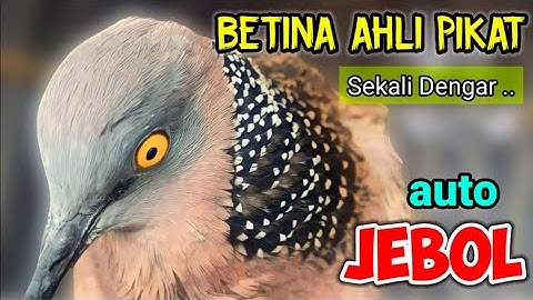 TEKUKUR  BETINA MEMANGGIL JANTAN - AHLI PIKAT INI TERBUKTI SEKALI PUTAR LANGSUNG JEBOL