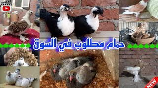 افضل حمام مطلوب في السوق|??