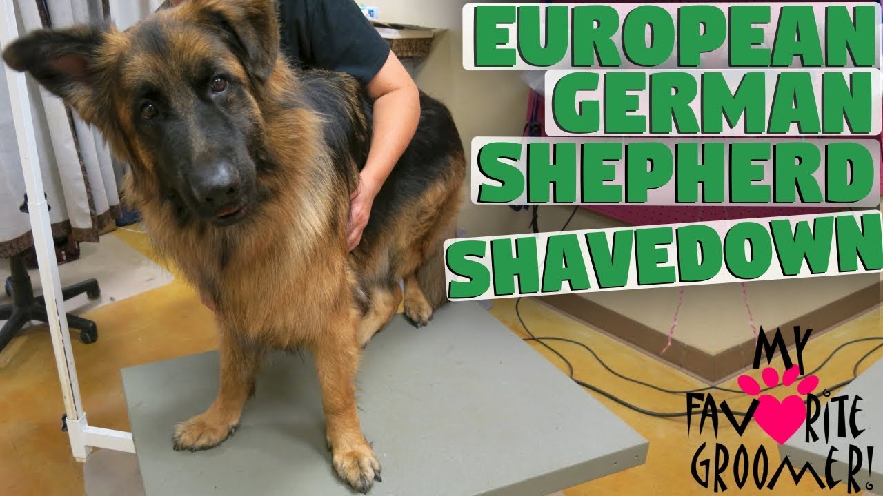 shaved german shepherds