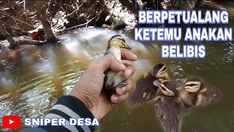 BAKU KEJAR SAMA ANAKAN BELIBIS JUMBO DI SUNGAI