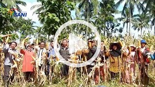 MERAJUT ASA BERSWASEMBADA JAGUNG