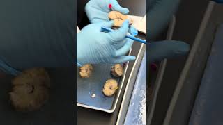 Sheep Brain Dissection Review