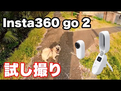 Insta360go2/まめ散歩/ケアーンパグ/ケアンテリア/パグ/ハーフ犬/春/ショート動画