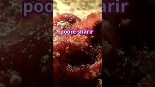 facts About octopus heart #shorts