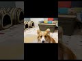 左からオッサンが現れて、ヤバい寝方する動画 #Shorts