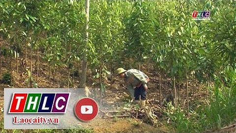 Bảo Yên phát triển nông nghiệp sạch chưa xứng với tiềm năng | THLC