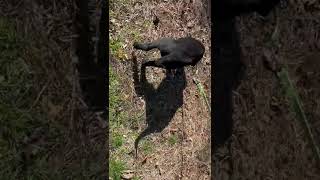 Playful Maya On A Walk