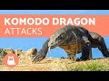 Komodo Dragon ATTACKS 🦎 - Are They Poisonous?